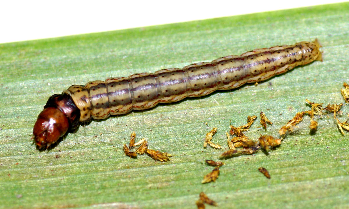 31UJwneCM8fuoNuD6pkaKu8Sk76dk6hGNSekaDgF copy