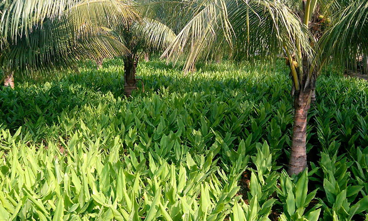 800px-_Field_of_Turmeric_with_coconut_as_a_inter_crop_ copy