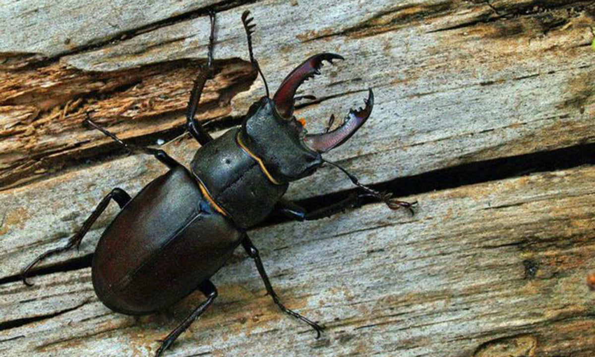 All-About-Black-Beetle-and-How-to-Control-It copy