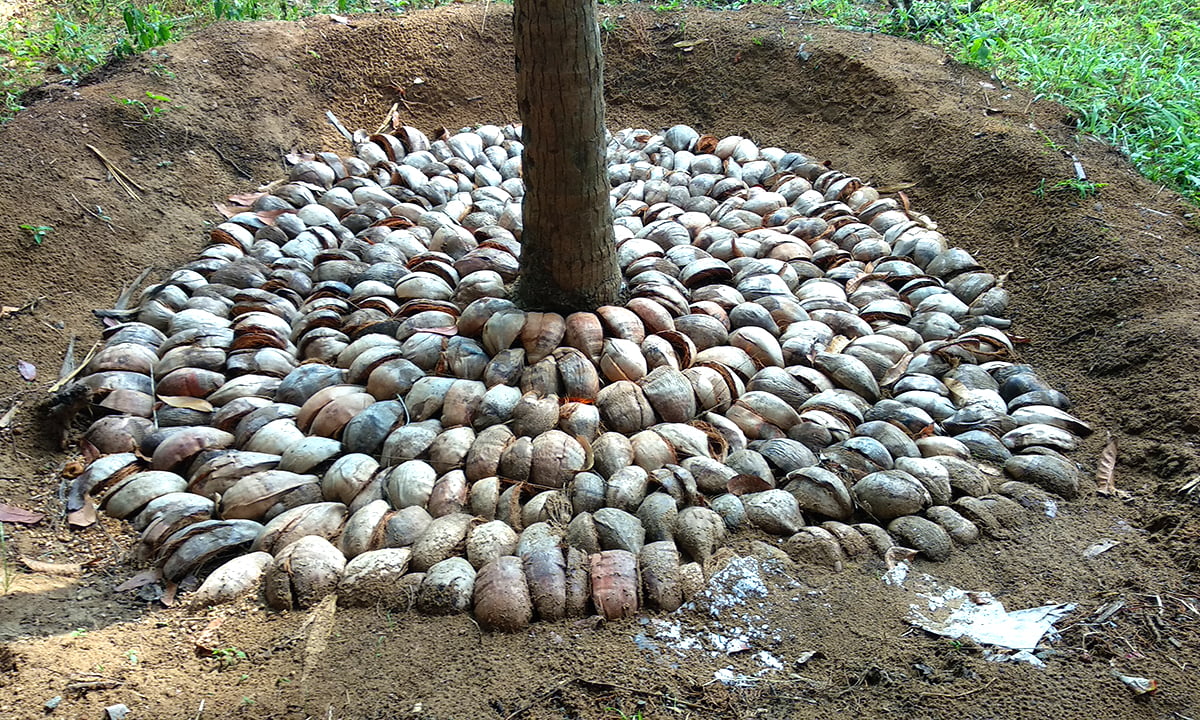 Mulching_coconut_01 copy