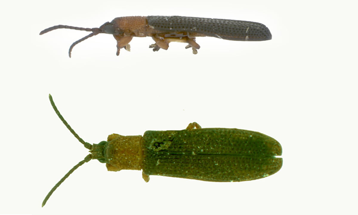 Plesispa_reichei copy