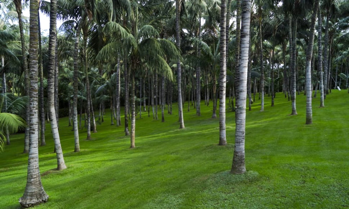 garden-grass-plants-palm-trees-wallpaper-preview copy
