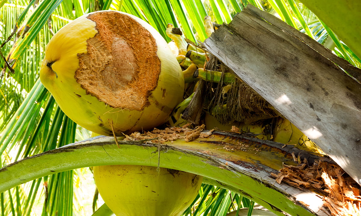 Coconut,Is,Bitten,By,Rats